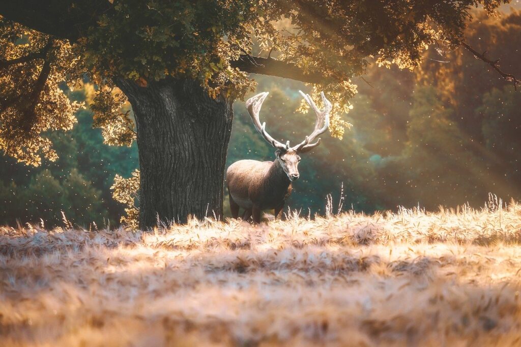 deer next to tree 